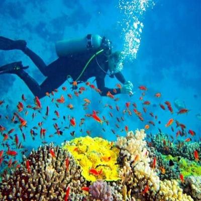 Snorkeling And Scuba Diving Things To Do In Mirissa