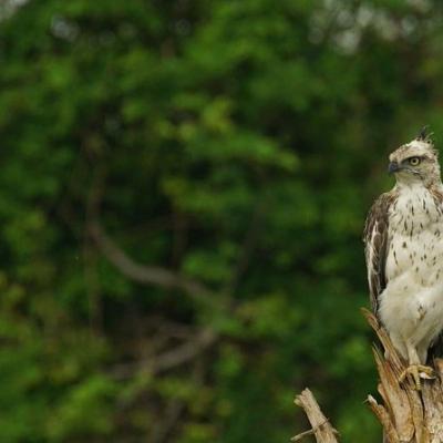 Udawalawe Safari Bird