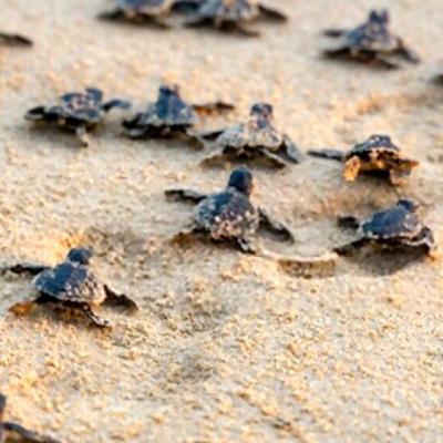 Visit The Sea Turtle Hatchery