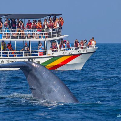Whale Watching